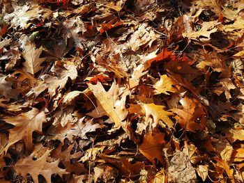 Full frame shot of leaves