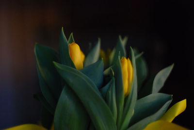 Close-up of flowers blooming outdoors