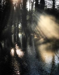 Full frame shot of wet trees against sky