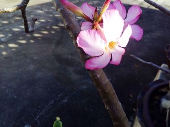 Close-up of pink flower