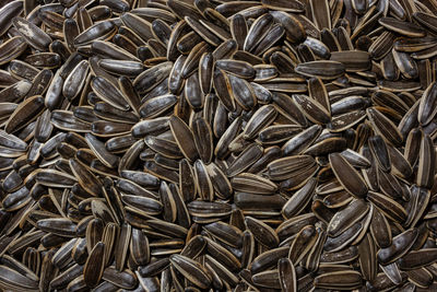 sunflower seed