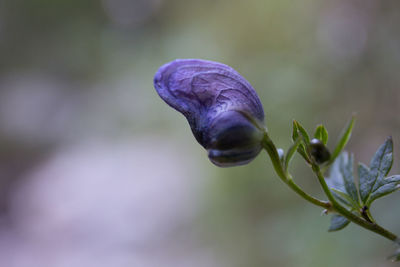 Close-up of purple flower against blurred background