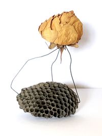 Close-up of leaf over white background