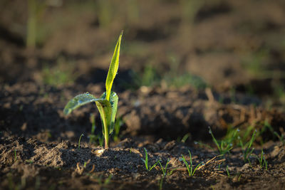 Close-up of plant growing on field