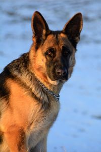 Close-up portrait of dog