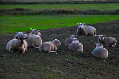 Sheeps grazing on field