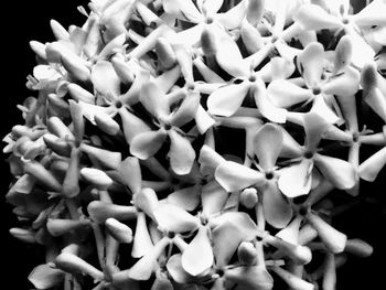 Full frame shot of white flowers