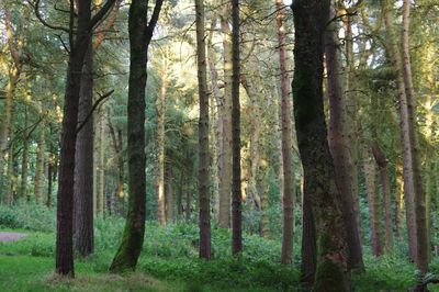 Trees in forest