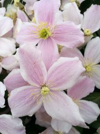 Close-up of pink flowers blooming outdoors