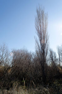 Bare trees against clear sky