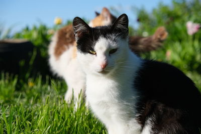Close-up of a cat looking away