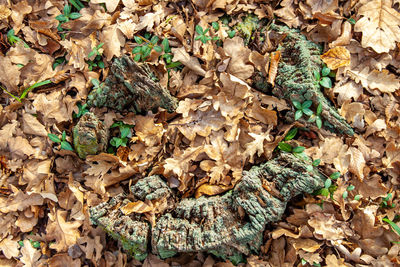 High angle view of dried leaves on field