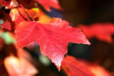 Close-up of red maple leaves