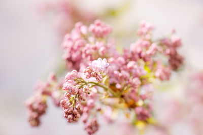 Close-up of pink flowers