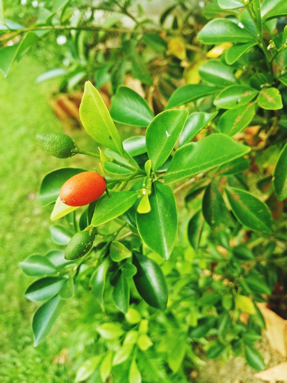 CLOSE-UP OF BERRY GROWING ON TREE