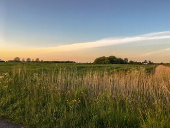 Scenic view of field against sky during sunset