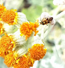 Close-up of insect on flower