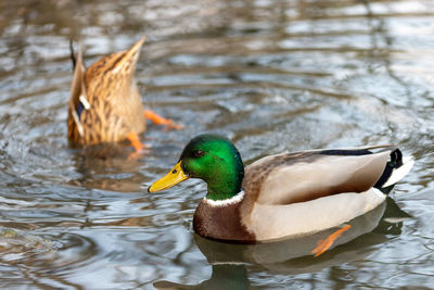 Duck swimming in a lake