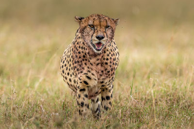 cheetah in