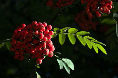 Close-up of red berries growing on tree