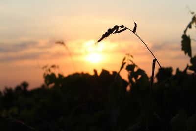 Close-up of silhouette plants against sky during sunset