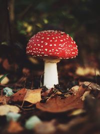 Close-up of fly agaric mushroom