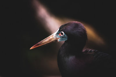 Close-up of bird against black background