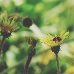 Close-up of honey bee on flower