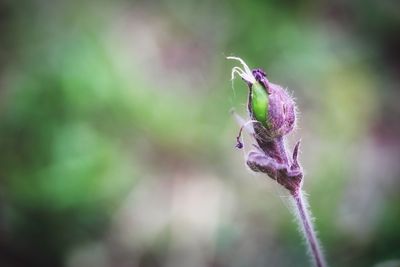 Close-up of plant