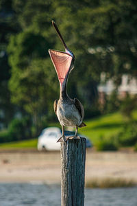 Bird perching on wooden post
