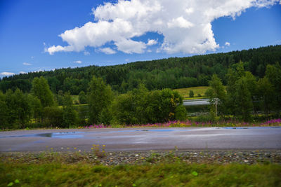 Road by trees against sky