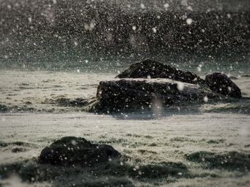 View of a turtle on the beach