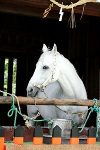 White horse in stable