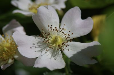 Close-up of white flowering plant