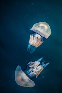 Close-up of jellyfish swimming in sea