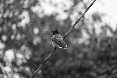 Close-up of a bird on cable