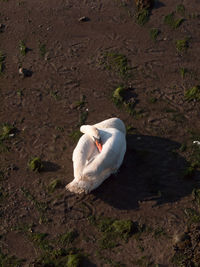 High angle view of swan