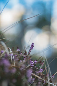 Close-up of purple flowering plants on field