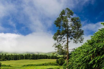 Trees on landscape against sky