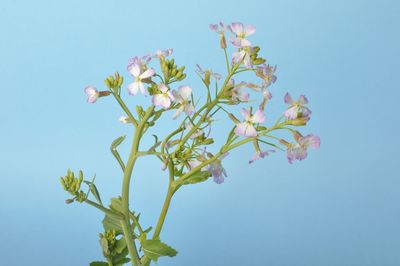 Low angle view of flowering plant against blue sky