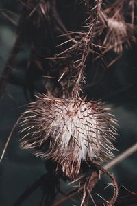 Close-up of dried plant on field