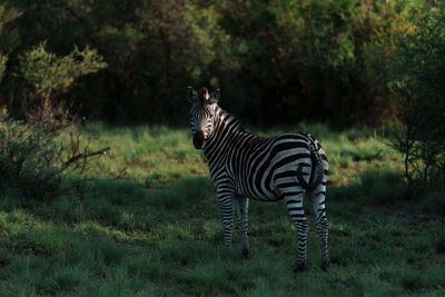 Zebra standing on field