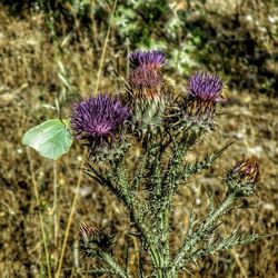 Close-up of thistle blooming on field