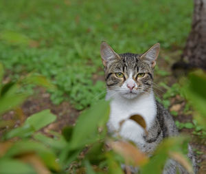 Portrait of a cat on field