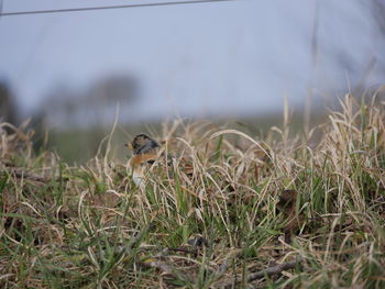 Close-up of a bird in field