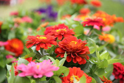 Close-up of red flowering plants