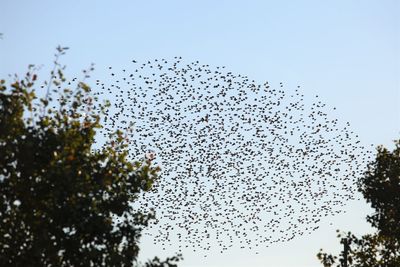 Low angle view of birds flying against clear sky