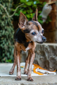 Portrait of a dog looking away