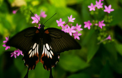 Close-up of butterfly perching on flower