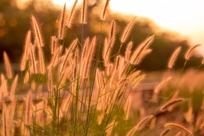 Close-up of stalks in field